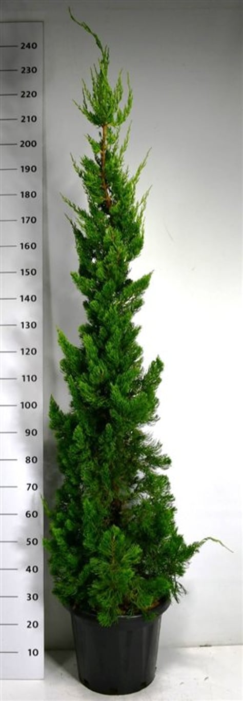 Juniperus chin. 'Kaizuka' - C25 175-200 CM